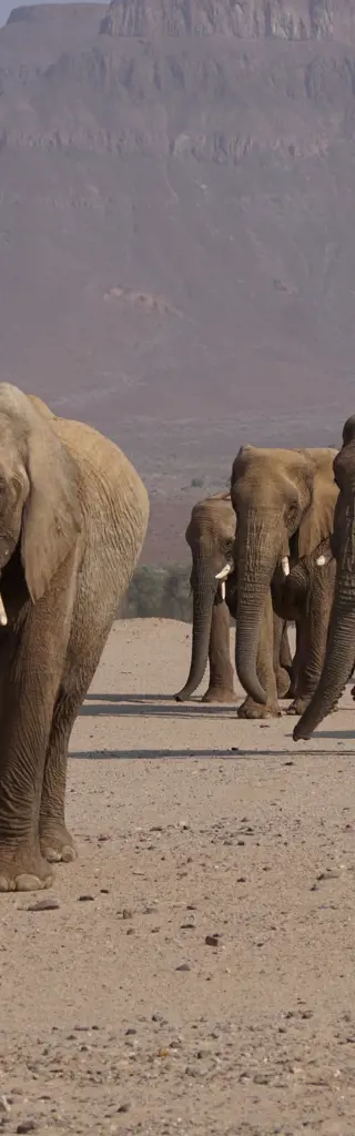Das erste Mal auf Safari: Unterwegs mit dem 4x4-Fahrzeug in Namibia